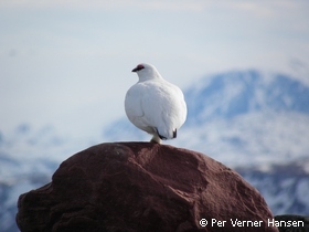 Thumbnail of Hanrype på vagt.jpg